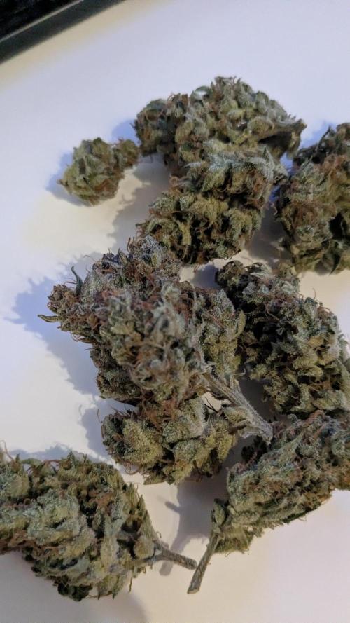 Jack Herer (Auto-Fastbuds). Week 7