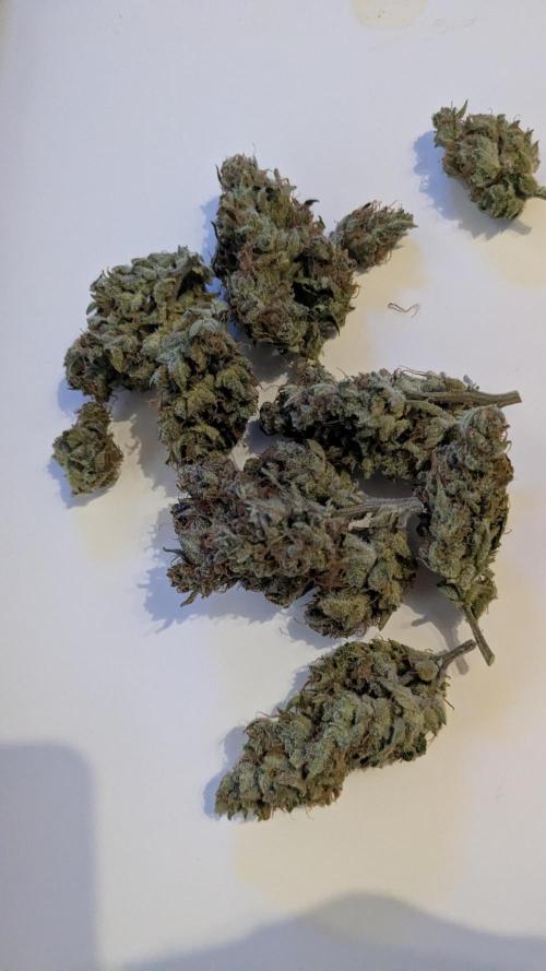 Jack Herer Auto. Week 7