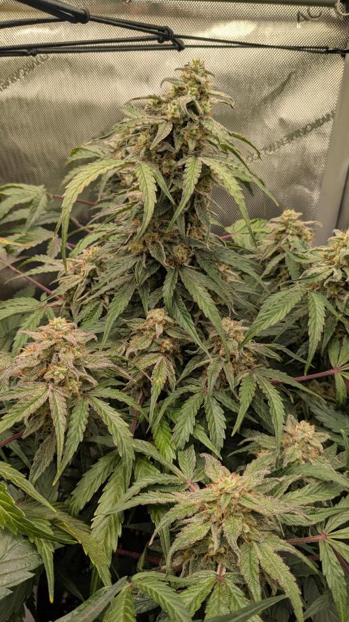 Wurlz F1 Amnesia. Week 7
