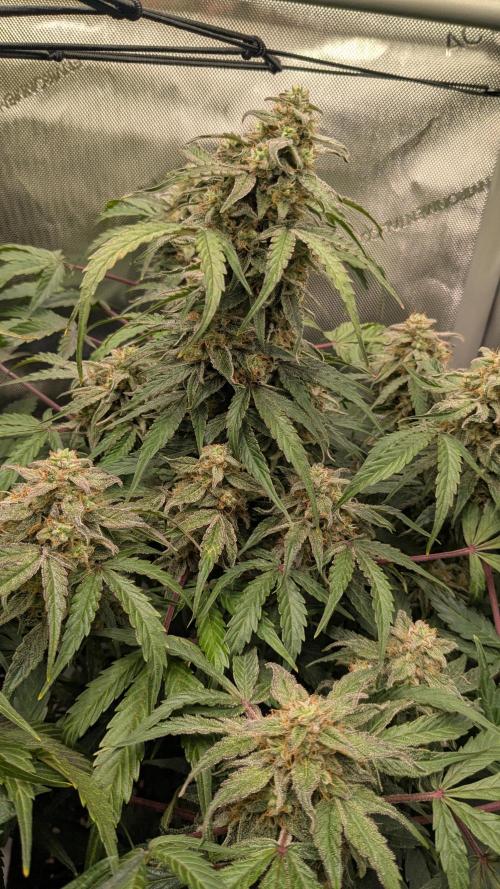 Wurlz F1 Amnesia. Week 7