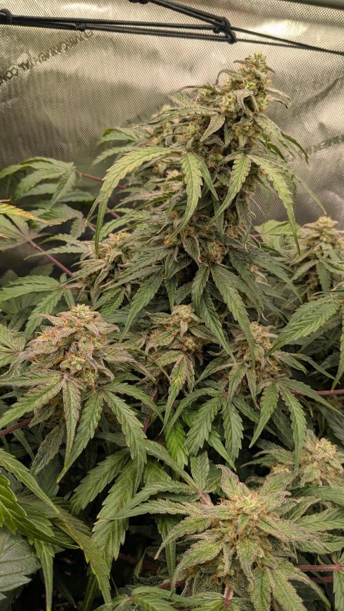 Wurlz F1 Amnesia. Week 7