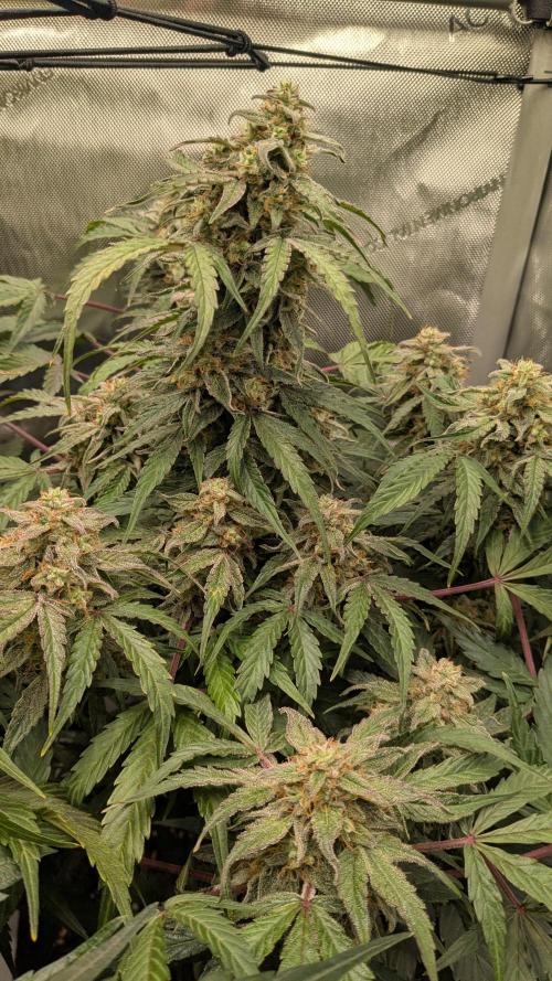 Wurlz F1 Amnesia. Week 7