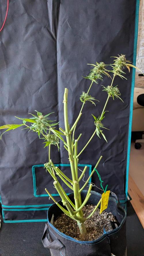 Gorilla Cookies Auto Fastbuds. Week 10