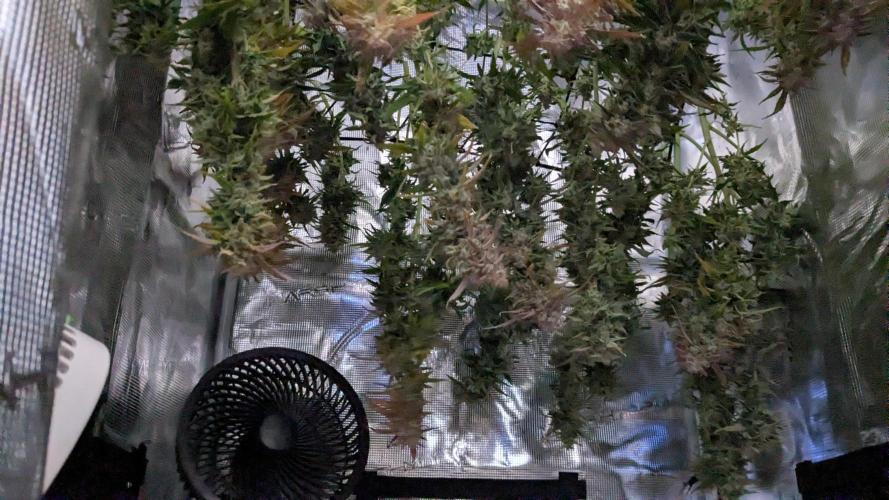 Gorilla Cookies Auto Fastbuds. Week 10