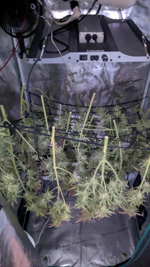 Gorilla Cookies Auto Fastbuds. Week 10