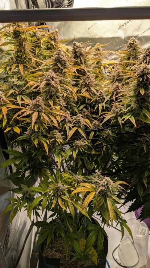 Gorilla Cookies Auto Fastbuds. Week 10