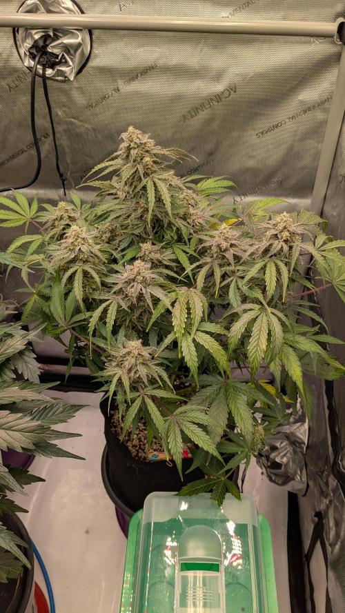 Wurlz F1 Amnesia. Week 8