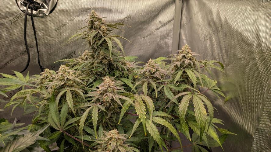 Wurlz F1 Amnesia. Week 8