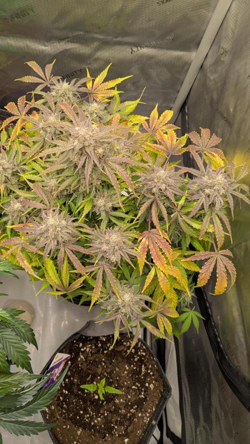 Wurlz F1 Amnesia. Week 8