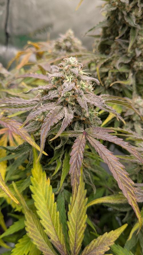 Wurlz F1 Amnesia. Week 8