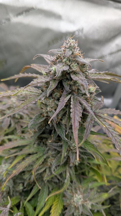 Wurlz F1 Amnesia. Week 8