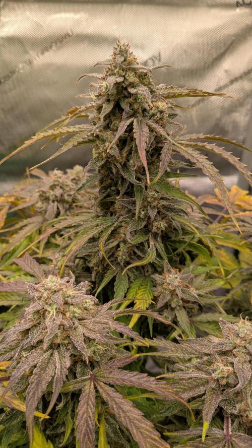 Wurlz F1 Amnesia. Week 8