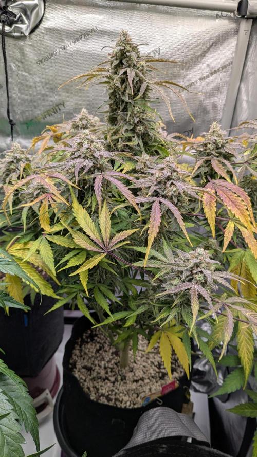 Wurlz F1 Amnesia. Week 8