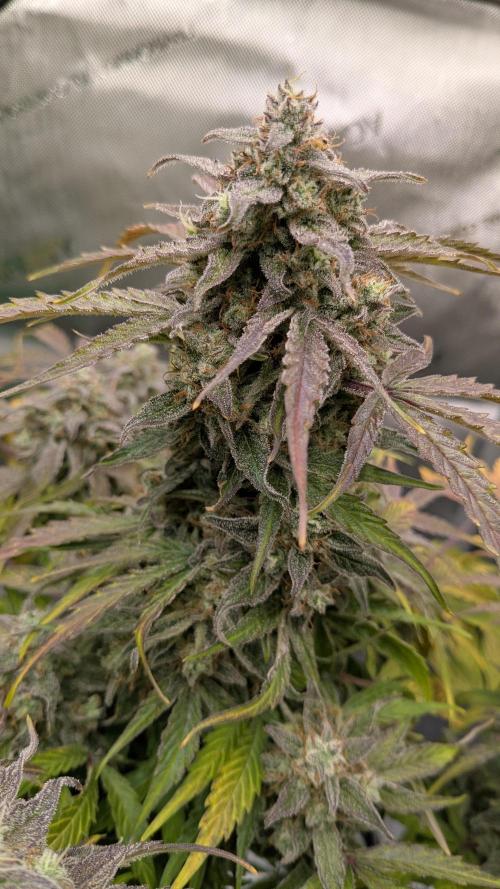 Wurlz F1 Amnesia. Week 8