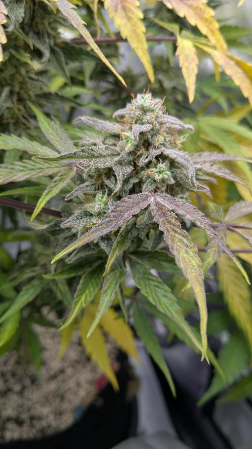 Wurlz F1 Amnesia. Week 8