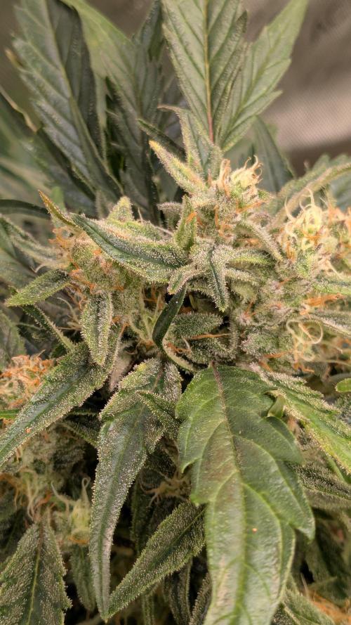 Runtz Auto - Zamnesia. Week 4