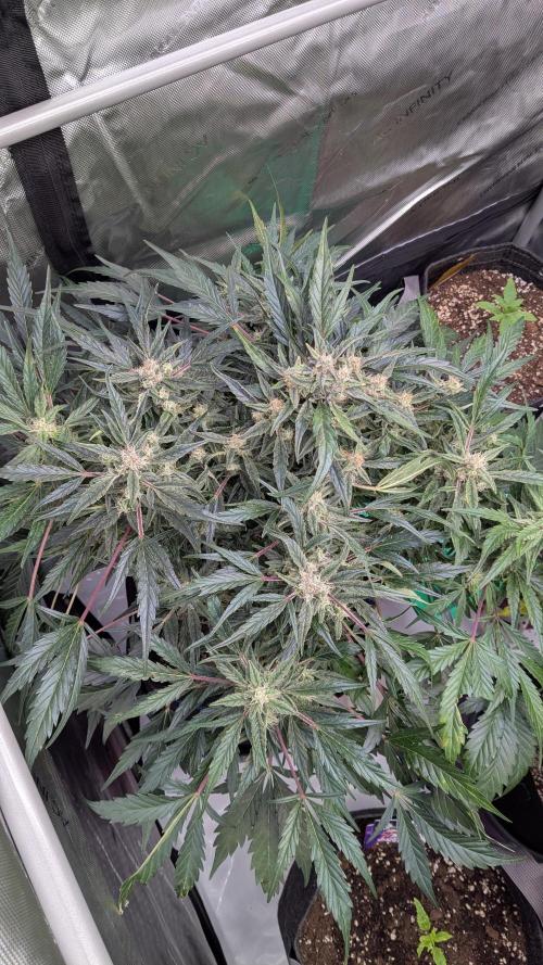 Runtz Auto - Zamnesia. Week 4