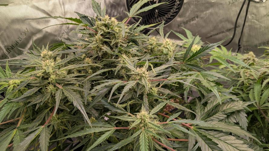 Runtz Auto - Zamnesia. Week 4