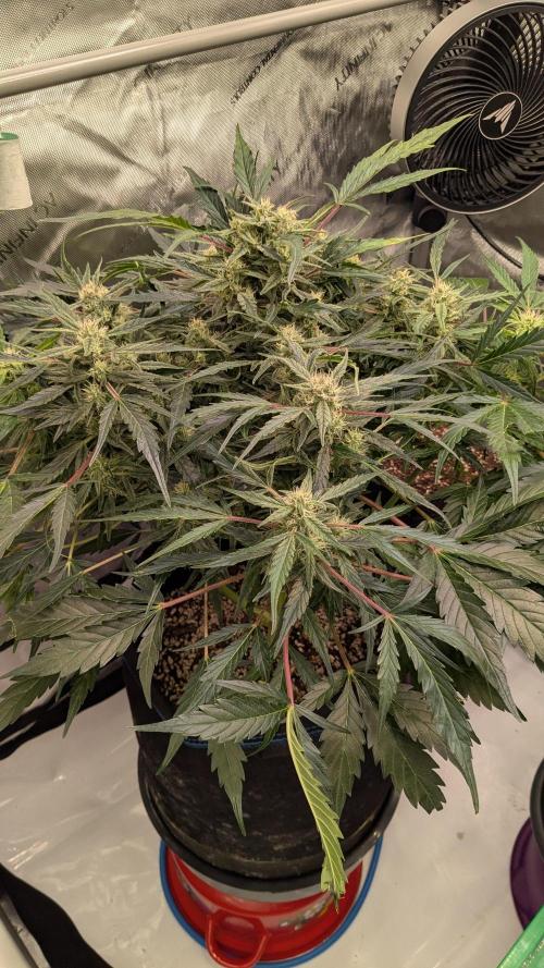 Runtz Auto - Zamnesia. Week 4