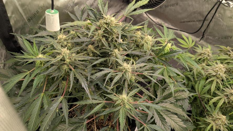 Runtz Auto - Zamnesia. Week 4