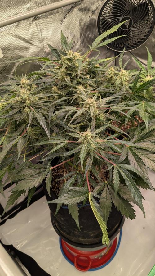 Runtz Automatic. Week 4