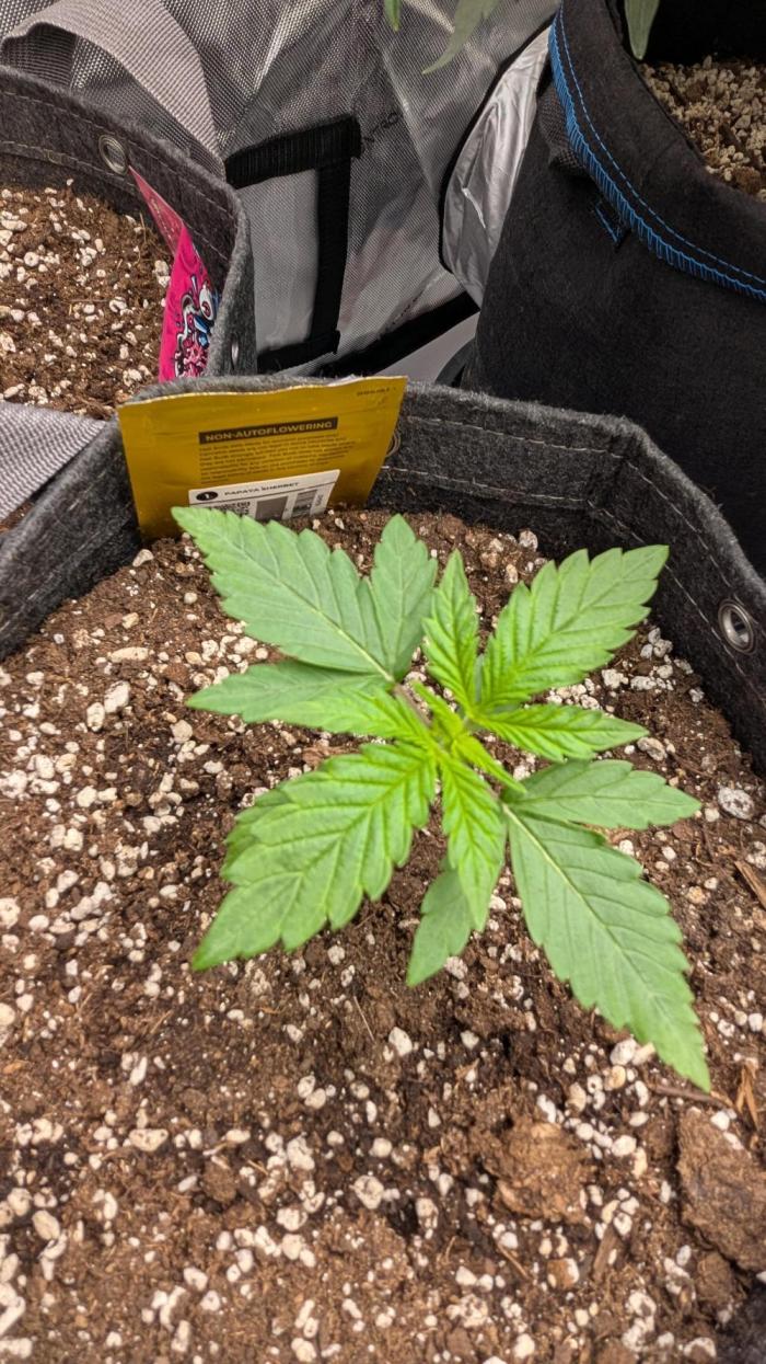 Papaya Sherbet. Week 2