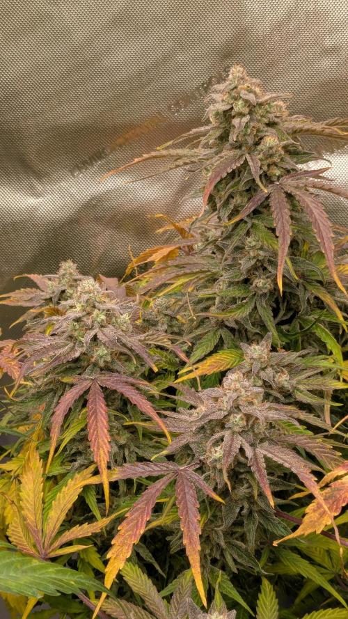 Wurlz F1 Amnesia. Week 9