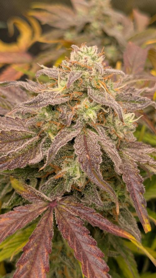 Wurlz F1 Amnesia. Week 9