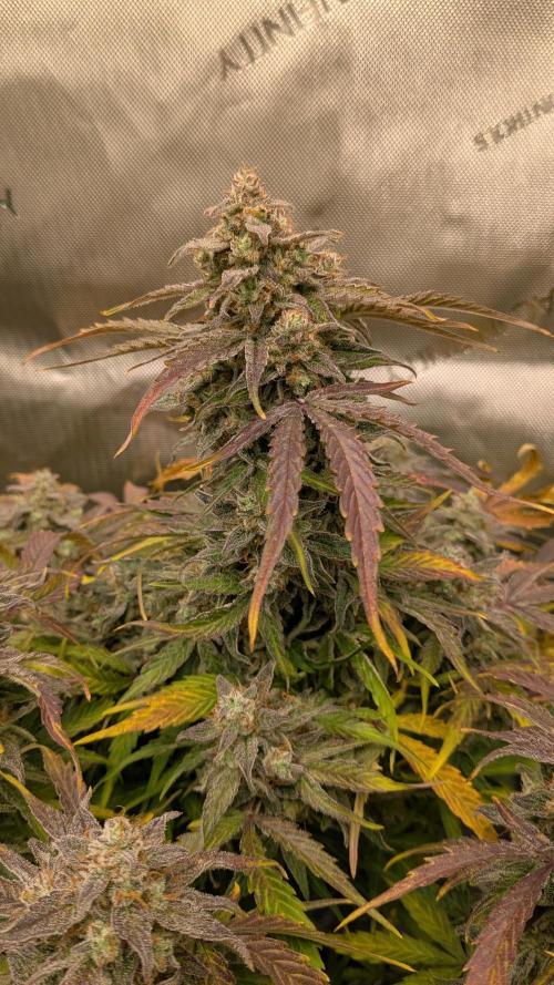 Wurlz F1 Amnesia. Week 9
