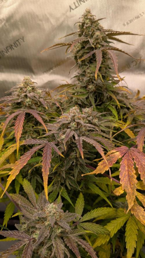 Wurlz F1 Amnesia. Week 9