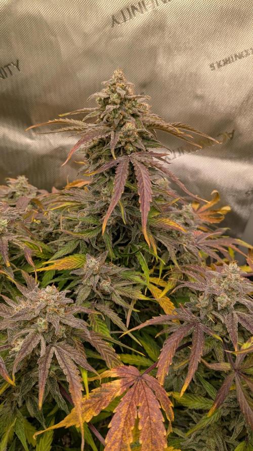 Wurlz F1 Amnesia. Week 9