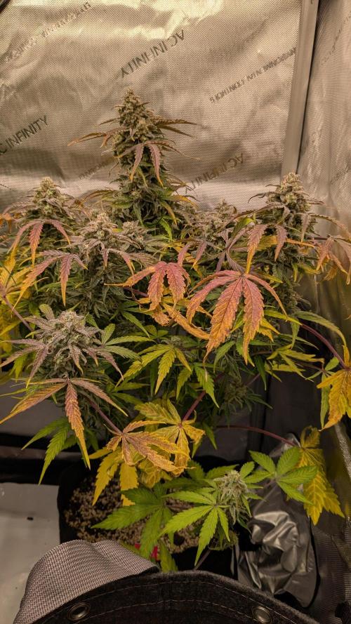 Wurlz F1 Amnesia. Week 9