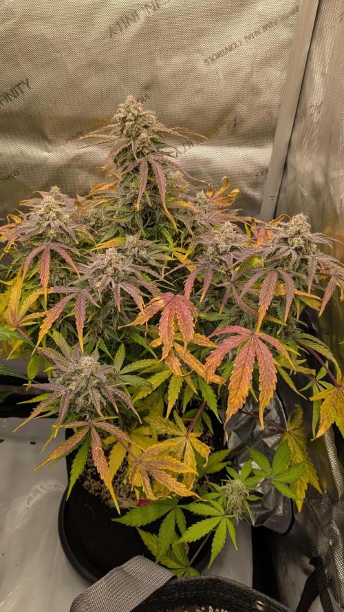Wurlz F1 Amnesia. Week 9