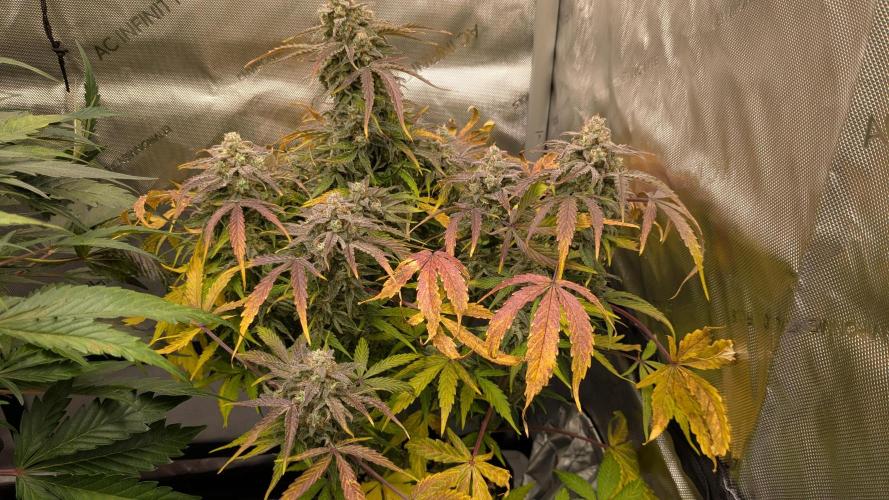 Wurlz F1 Amnesia. Week 9