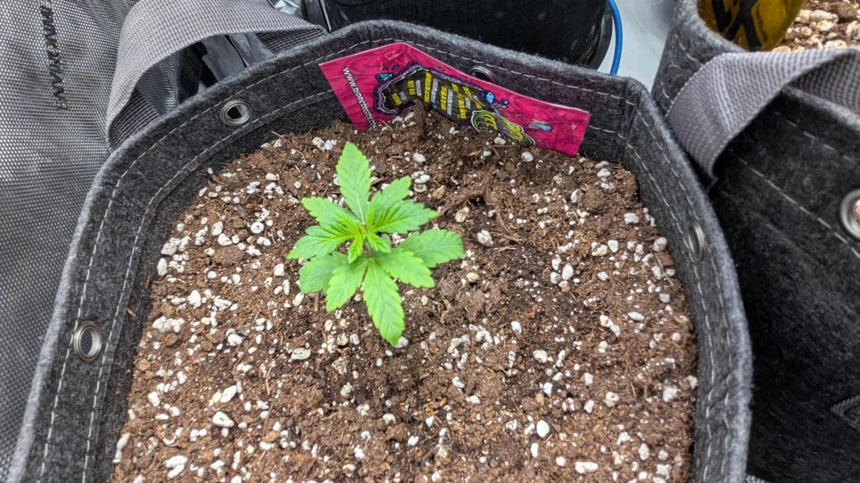 Sour Ripper. Week 2