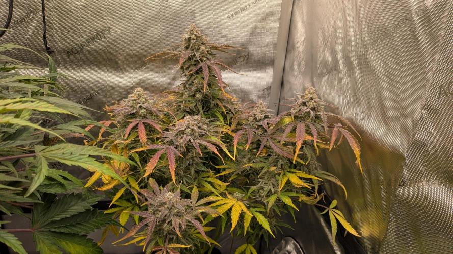 Wurlz F1 Amnesia. Week 9