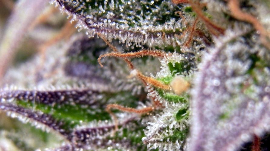 Wurlz F1 Amnesia. Week 9