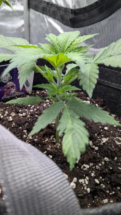 Granddaddy Purple. Week 2