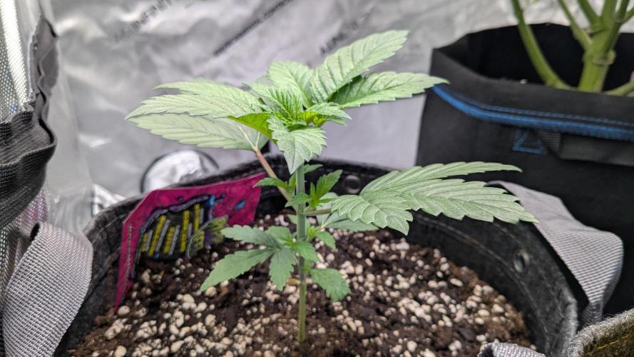 Sour Ripper. Week 3