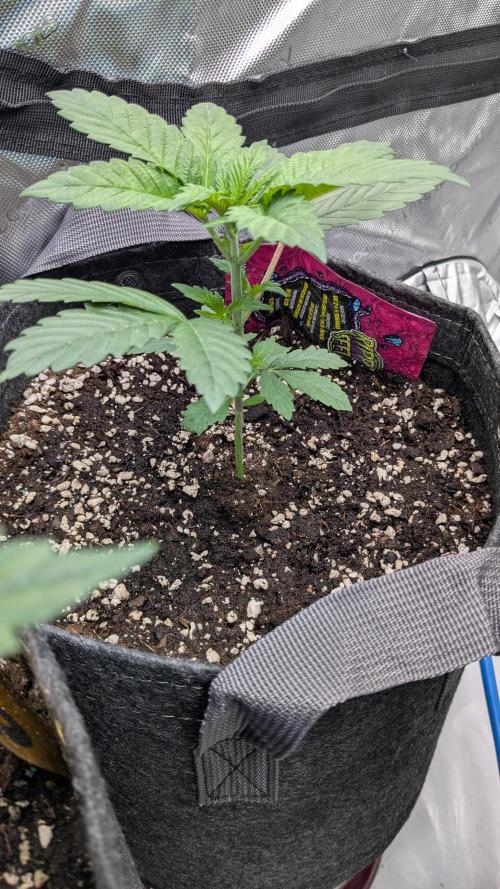 Sour Ripper. Week 3