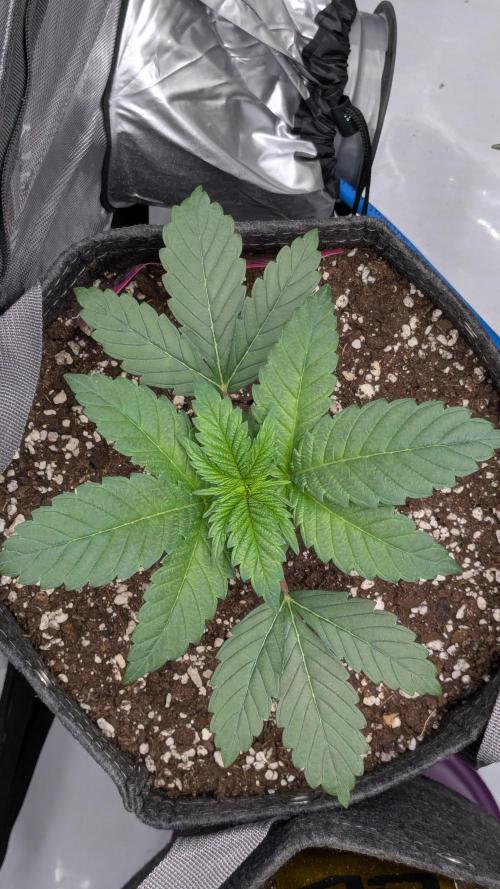 Sour Ripper. Week 3