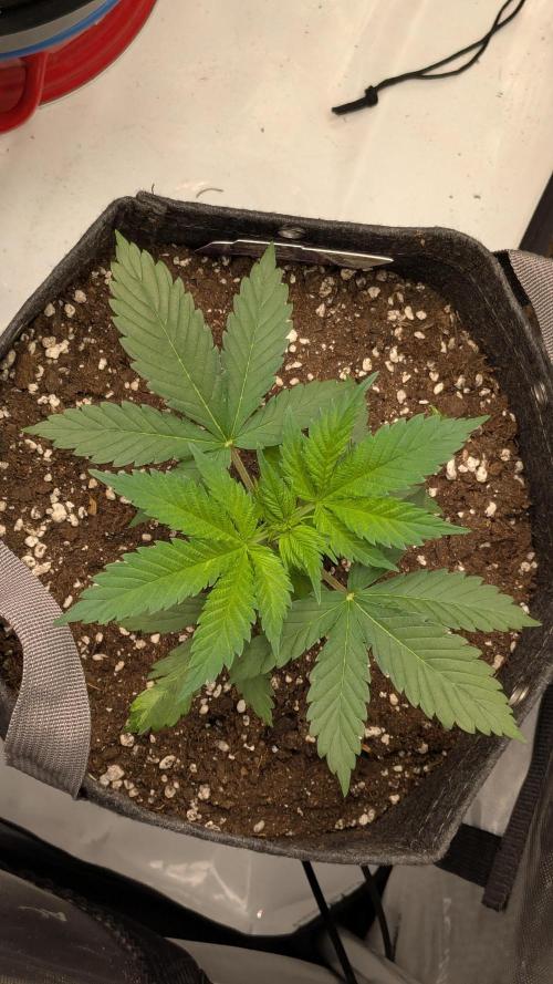 Granddaddy Purple. Week 3