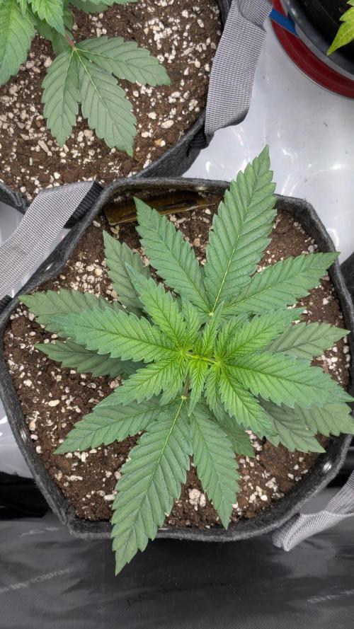 Papaya Sherbet. Week 3