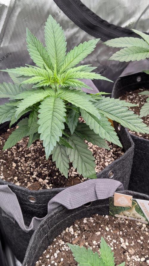 Papaya Sherbet. Week 3