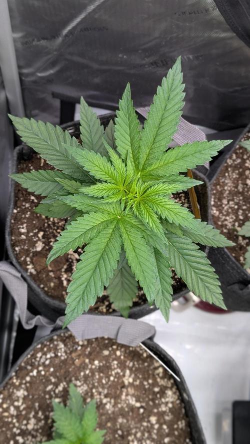 Papaya Sherbet. Week 3