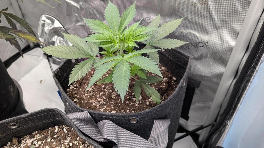 Granddaddy Purple. Week 3