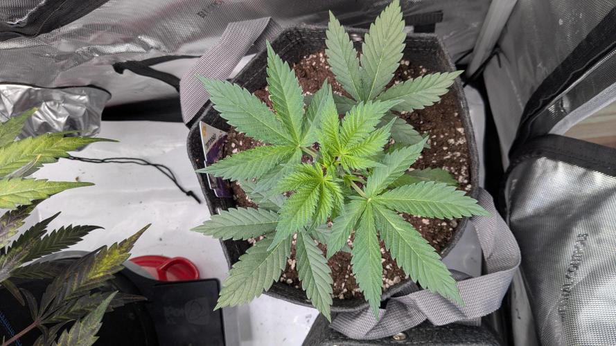 Granddaddy Purple. Week 3