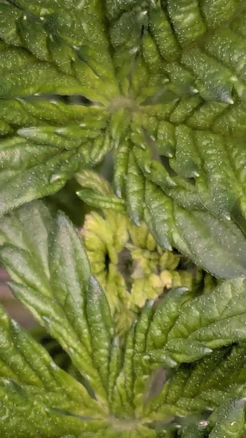 Sour Ripper. Week 3 - Fimming