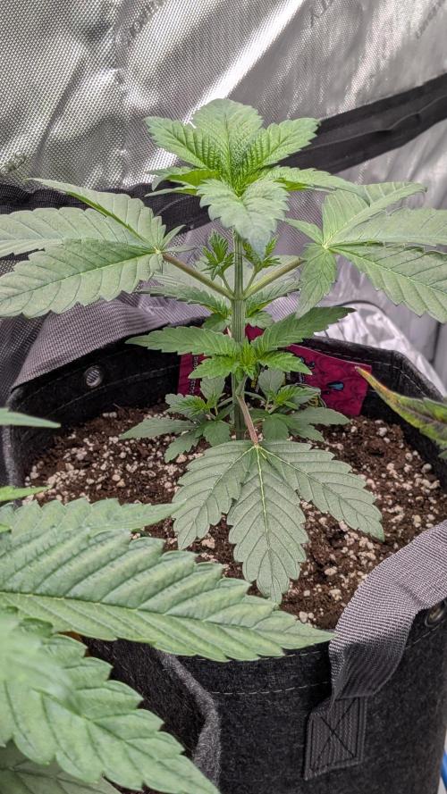 Sour Ripper. Week 3