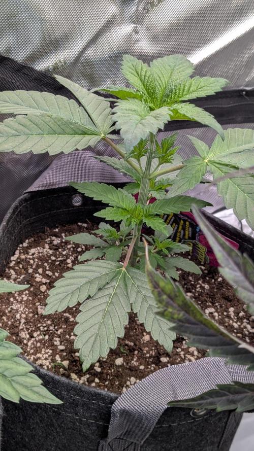 Sour Ripper. Week 3